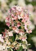 Summer flowering 50-60 21 63 Hydrangea paniculata 'Magical Candle' French hydrangea ovate pointed Greenish-white panicles, which turn