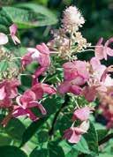 5,0 Summer flowering 50-60 21 63 Hydrangea paniculata 'Magical Fire' panicle Hydrangea ovated pointed wide cone-shaped pink panicles