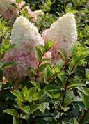100-125 10 20 Hydrangea paniculata 'Silver Dollar' French hydrangea ovate pointed Flowering starts with creamy white.