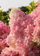 paniculata 'Vanille Fraise' French hydrangea egg-shaped green light pink coloured large conical panicles VII-VIII fresh to moist, acidic