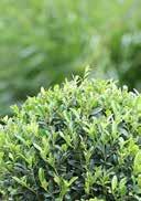 Ilex crenata 'Maxima' Japanese Holly KALMIA Hardiness -23,3 to -17,8 C evergreen, large-leaved form, broad oval, dark green to black well-drained, fresh to moist,
