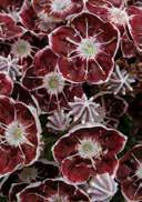 latifolia 'Tad' Moutain laurel ellipsoid, evergreen, glossy dark green brown, red blossom in white vine and white stamens  20-25 36 180 7,0 Evergreen 30-40 15 60 164 165