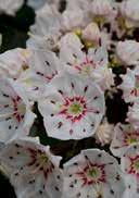 LEUCOTHOE Kalmia latifolia 'Zebulon' Moutain laurel ellipsoid, evergreen, glossy dark green delicate pink bud, white flower with reddish wreath and dark red stamens