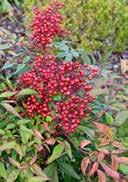 Beside their leaves, some varieties build out red berries in autumn.