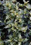 tolerant to heat, medium frost-hardy 2,0 30-40 36 180 OSMANTHUS Evergreen, in autumn bright red white VI-VII Hardiness -23,3 to -20,6 C medium dry, fresh to moist, slightly acidic to