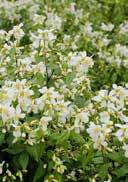slightly dry to fresh, slightly acidic to alkalic, high nutrient, no sand or clay sunny to lightly shady, stable cool, frost-hardy 2,0 30-40 36 180 5,0 Bush 50-60 21 63 Philadelphus