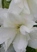 Philadelphus 'Avalanche' Mock Orange elongated, ovated, lightgreen lots of white flowers resistant woods, tolerant to urban conditions, slightly dry to fresh, slightly acidic to