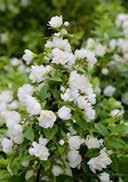 Mock Orange elongated, ovated, lightgreen numerous white flowers resistant woods, tolerant to urban conditions, slightly dry to fresh, slightly acidic to alkalic, high nutrient, no sand