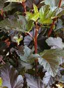 Physocarpus opulifolius 'Diabolo' Ninebark ruby, lobed triple small, bushy white on panicles resistant woods, tolerant to urban conditions, slightly dry to fresh, slightly