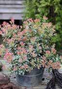 6 12 Pieris japonica 'Little Heath' Japanese Andromeda shiny green, lanceolate with a creamy-white edge, red-brown bud many small, white, bell -shaped flowers in panicles