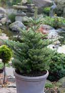 and cold winters, frost-hardy 7,0 25-30 15 60 15,0 30-40 8 24 Abies koreana 'Molli' Abies koreana 'Molli' green budding, than dark green medium dry to