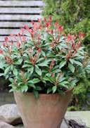 Pieris japonica 'Mountain Fire' QUERCUS Japanese Andromeda shiny green, oval, pointed leaves, reddish brown bud many small, white, bell -shaped flowers in panicles III-V well-drained, fresh to