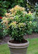 Andromeda lime green, the leaf edge variegated cream, lanceolate many small, red, bell -like blossoms on panicles IV-V well-drained, fresh to moist, medium nutrient, acidic to neutral, sandy,