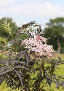 Sambucus nigra 'Black Lace' Black Elder Pieris japonica 'Prelude' ruby to black, deep divided leaves Japanese Andromeda evergreen, at the growing tips heaped lively and elongated oval many