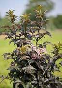 Sambucus nigra 'Black Tower' Syringa vulgaris 'Andenken an Ludwig Späth' Black Elder Common Lilac ruby to black small rose single flowers on