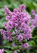 Syringa vulgaris 'Beauty of Moscow' Lilacs belong to the family of the oil tree plants.