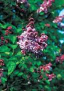 Syringa vulgaris 'Katharine Havemeyer' Syringa vulgaris 'Prince Wolkonsky' Common Lilac Common Lilac egg-to