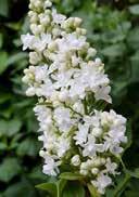 heartshaped glossy green leaves violett flowers with white heart on slim panicles V medium dry to fresh, high nutrient,