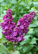 acidic to alkalic, sandyloamy 2,0 30-40 36 144 7,0 60-80 15 45 Syringa vulgaris 'Princesse Sturdza' Common Lilac egg-