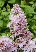 Syringa vulgaris 'Zhemchuzhina' Weigela florida 'Ebony & Ivory' Common Lilac Weigela egg- to