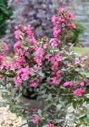 Black' Weigela dark reddish brown leaves with glossy surface large pink flowers sunny to