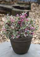 leaves with yellow margins shiny pink flowers sunny to partial shady, frost-hardy 2,0 30-40