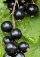 Ribes nigrum 'Ben Alder' Ribes rubrum 'Junifeuer' Blackcurrant Redcurrant jagged green