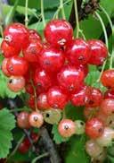 25-30 36 180 2,0 25-30 36 180 Ribes nigrum 'Öjebyn' Blackcurrant Ribes rubrum 'Rodneus'