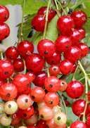 Ribes rubrum 'Rolan' Ribes sativa 'Blanka' Redcurrant Whitecurrant jagged, green unimpressive IV-V
