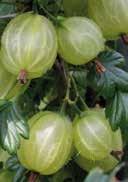 Ribes uva-crispa 'Larell' Gooseberry RUBUS jagged, green unimpressive IV-V Hardiness -14,9 to -12,3 C