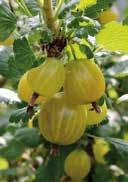 frost-hardy unimpressive 2,0 Brambleberry 25-30 36 180 IV-V Hardiness -14,9 to -12,3 C  Ribes uva-crispa
