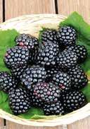 acidic to neutral, sandy sunny to lightly shady 2,0 yellow gooseberry 25-30 36 180 Ribes uva-crispa
