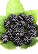 Rubus fruticosa 'Reuben' Rubus idaeus 'Glen Ample' Blackberry 'Reuben' Raspberry jagged,
