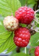 alkalic, sandy humous sunny to partial shady, frost-hardy 2,0 Raspberry 25-30 36 180 Rubus