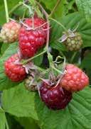 alkalic, sandy humous sunny to partial shady, frost-hardy 2,0 25-30 36 180 Rubus idaeus 'Glen