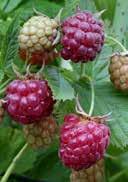 Raspberry 25-30 36 180 Rubus idaeus 'Autumn Bliss' Raspberry Rubus idaeus 'Golden Everest'