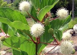 Page 2 NEW FEATURED TREE & SHRUB SPECIES FOR 2014 Buttonbush (Cephalanthus occidentalis) is a multistemmed native shrub that grows to a height of 12 feet.