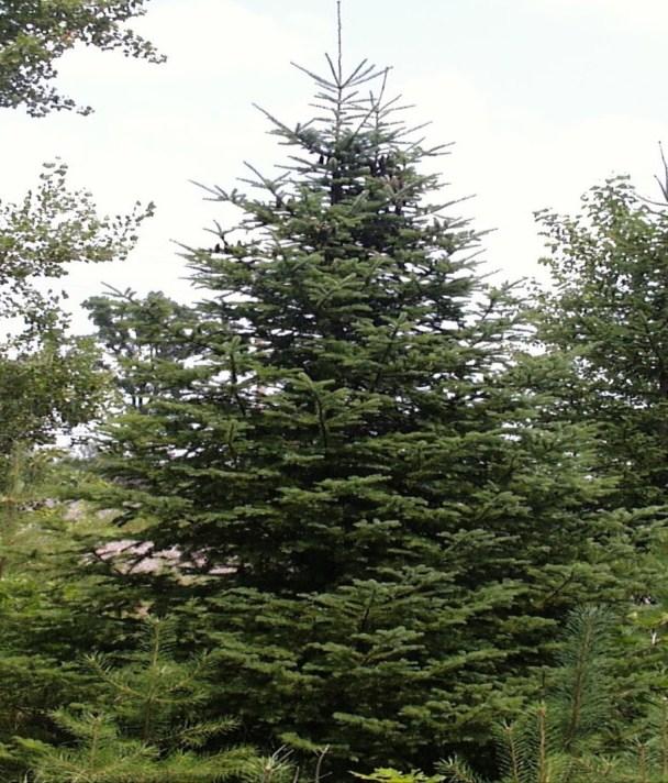 Page 3 CONIFERS Balsam Fir (Abies balsamea) Native Slow growth rate, up to 60 feet. Prefers silt loams, but will grow in most soils and is shade tolerant.