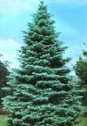 edu Norway Spruce (Picea abies) Non-Native Slow to moderate growth rate, up to 130 feet. Prefers moist, acidic, well-drained soils with partial to full sun.