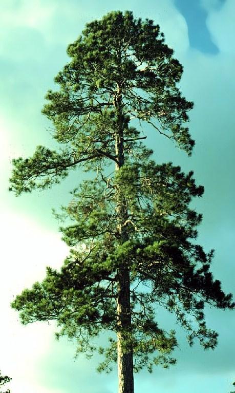 Price: $16/10 pack; $63/50 pack; $96/100 pack Red Pine (Pinus resinosa) Native Rapid growth rate, up to 80 feet. Prefers well-drained, dry, highly acid, sandy soils with full sun.