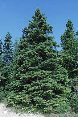Page 4 CONIFERS White Spruce (Picea glauca) Native Slow to moderate growth rate, up to 100 feet. Prefers moist, welldrained soils and is shade tolerant.