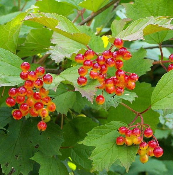 Prefers partial to full sun. Provides habitat & food resource for wildlife. Produces creamy-white flowers in May- June, and bright red/orange fruit which ripens in September- October. 18-24 seedlings.