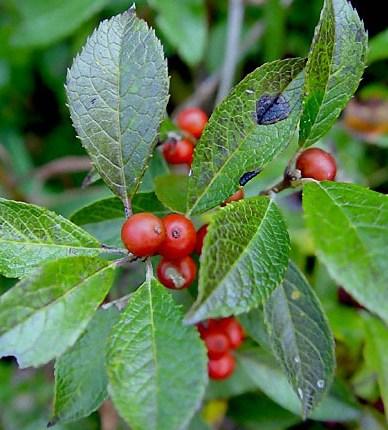 Page 5 DECIDUOUS SHRUBS (CONTINUED) Winterberry (NEW!) (Ilex verticillata) Native Slow growth rate, up to 15 feet. Prefers moist soils and is shade tolerant.