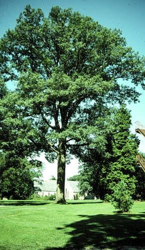 Page 6 Red Maple (Acer rubrum) Native Moderate to rapid growth rate, up to 80 feet.