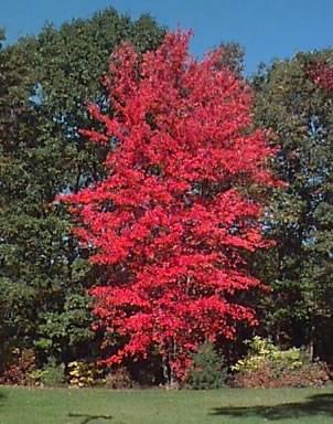 Primarily used for lumber and habitat & food resource for wildlife. Leaves are deciduous, opposite, long-petioled, with a bright red fall color. 18-24 seedlings.