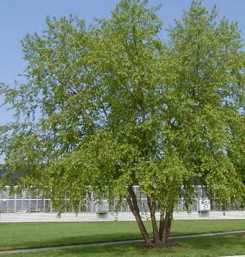 Price: $14/10 pack; $55/50 pack DECIDUOUS TREES Photo credit:: www.mass.gov Photo credit: www.hort.uconn.edu Photo credit: Wikimedia Commons Sweet Crabapple (NEW!
