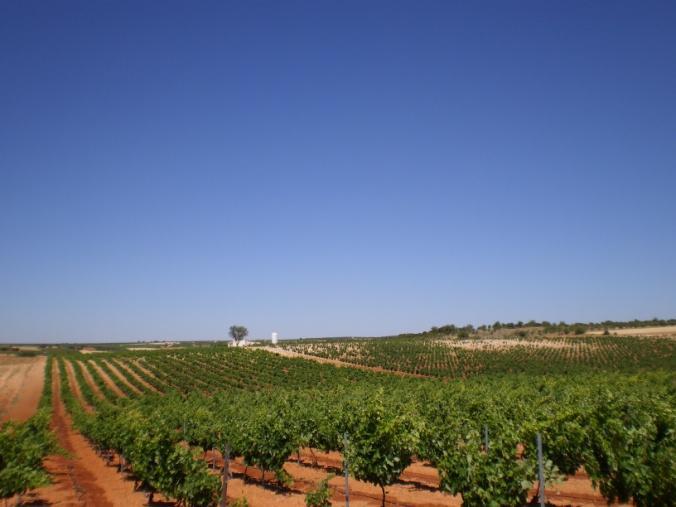 The vineyards are located 700 meters above sea level with low temperatures during winter and high temperatures during summer enjoying