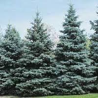 Trees and Shrubs EVERGREENS - $6.00 each (bareroot) Blue Spruce - Picea pungens 12-18 The Blue Spruce is the most sought after evergreen of all.