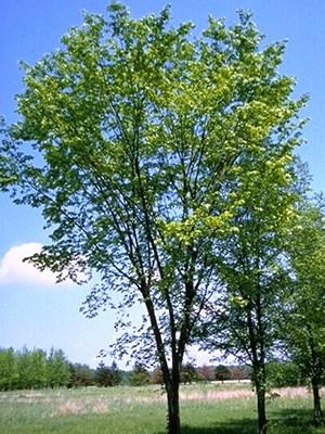 Foliage is dark green to yellow and aromatic. Valued for its uses as a landscape tree as well as its value for timber and wood products.