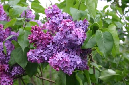 Shade & cold tolerant, likes moist well-drained soils. Grows 40-80. Zones 2-5 DISEASE RESISTANT TREES - $28.